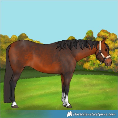 Horse Color:Bay Tobiano 