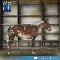 Horse Color:White Spotted Liver Chestnut Mushroom 