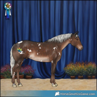 Horse Color:White Spotted Liver Chestnut Mushroom 