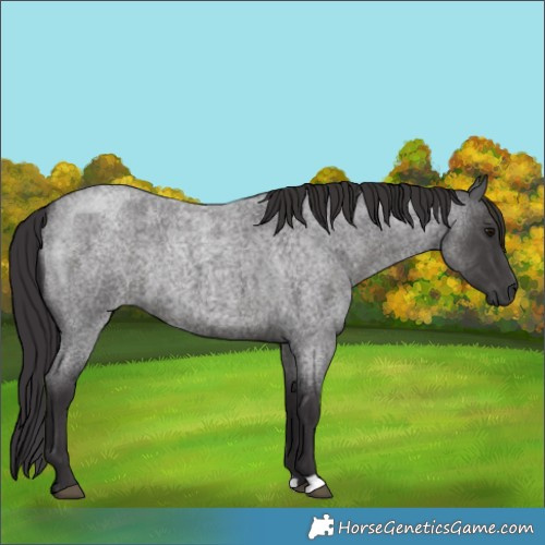 Horse Color:Smoky Blue Roan 