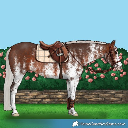 Horse Color:White Spotted Silver Brown Rabicano