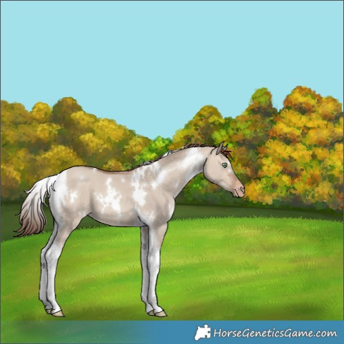 Horse Color:White Spotted Sable Champagne Dun Tobiano Appaloosa