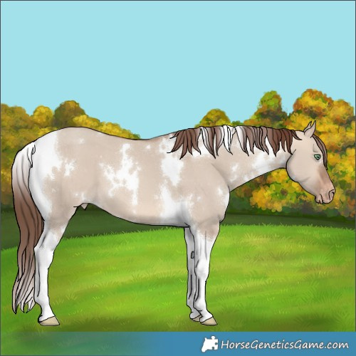 Horse Color:White Spotted Sable Champagne Dun Tobiano Varnish 
