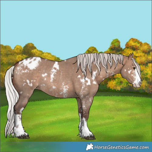 Horse Color:White Spotted Silver Bay Dun Sabino Varnish Rabicano