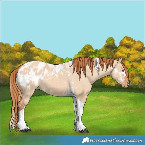 Horse Color:White Spotted Red Dun Tobiano Blanket
