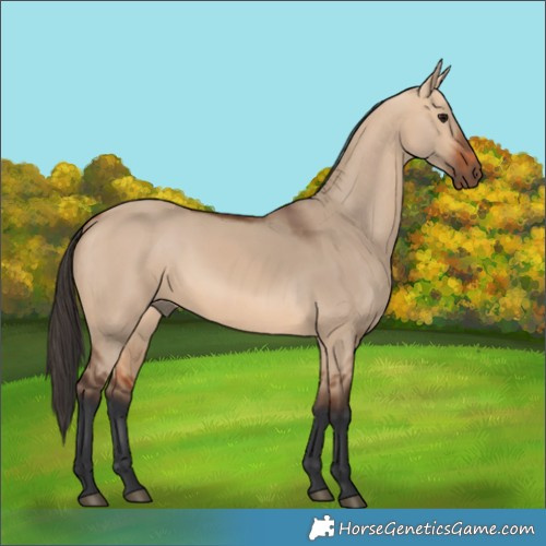 Horse Color:Bay Dun 