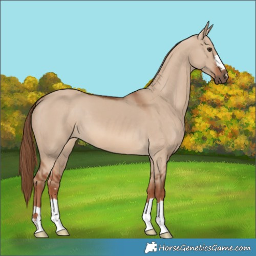 Horse Color:Red Dun 
