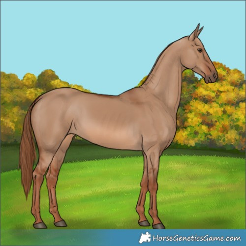 Horse Color:Red Dun