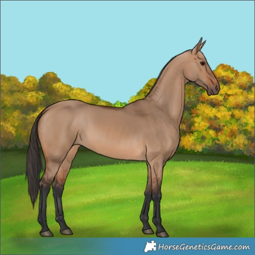 Horse Color:Bay Dun 