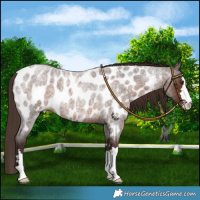 Horse Color:Liver Red Roan Near Leopard
