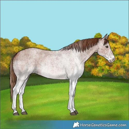 Horse Color:White Spotted Red Roan 