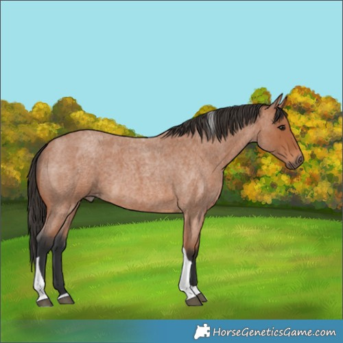 Horse Color:Bay Roan Tobiano