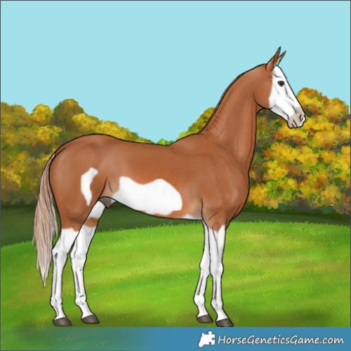 Horse Color:Chestnut Splash Frame