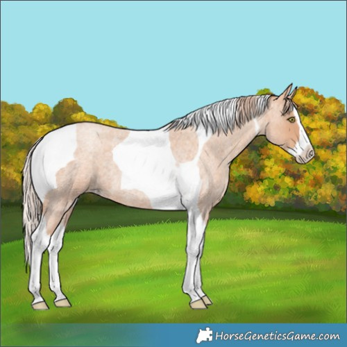 Horse Color:Gold Champagne Roan Splash Tobiano