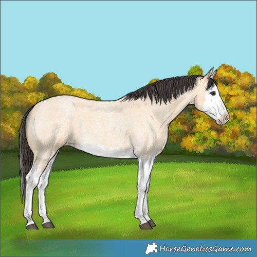 Horse Color:Buckskin Roan Splash
