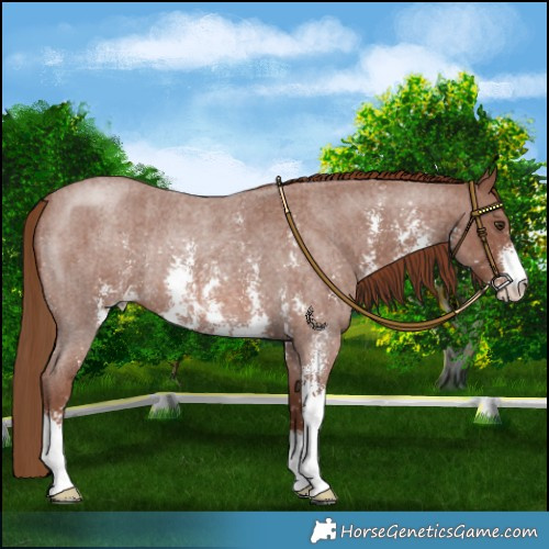 Horse Color:Red Roan Sabino Rabicano
