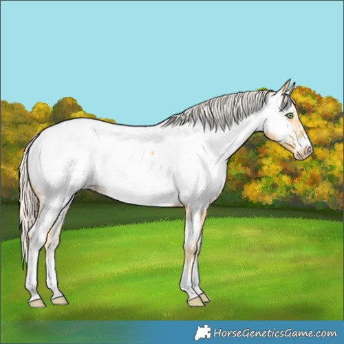 Horse Color:Gold Cream Champagne Near Fewspot 