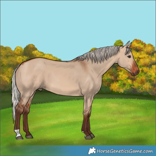Horse Color:Silver Bay Dun