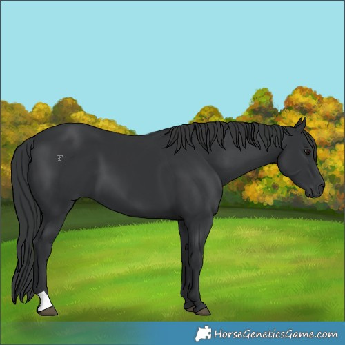 Horse Color:Black 