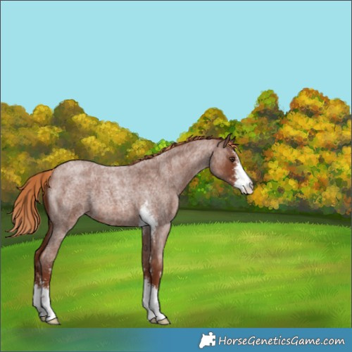 Horse Color:Red Roan Sabino 