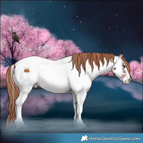 Horse Color:Liver Red Onyx Sabino Appaloosa