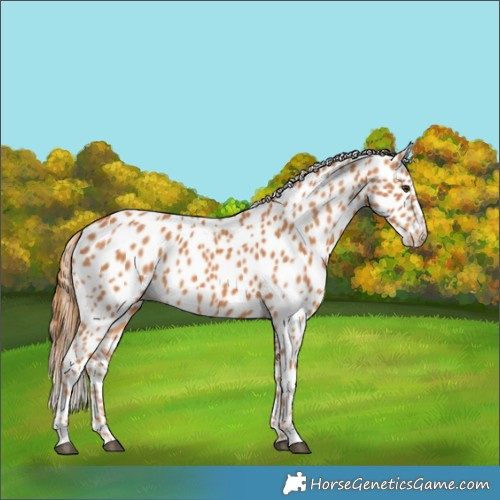 Horse Color:Chestnut Leopard