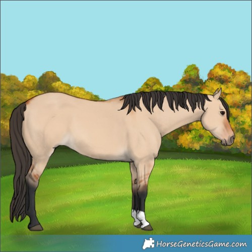 Horse Color:Bay Dun 