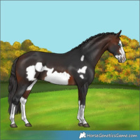 Horse Color:Brown Splash Frame 