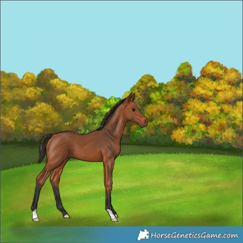 Horse Color:Bay 