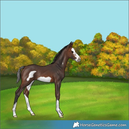 Horse Color:Brown Splash Frame Rabicano 