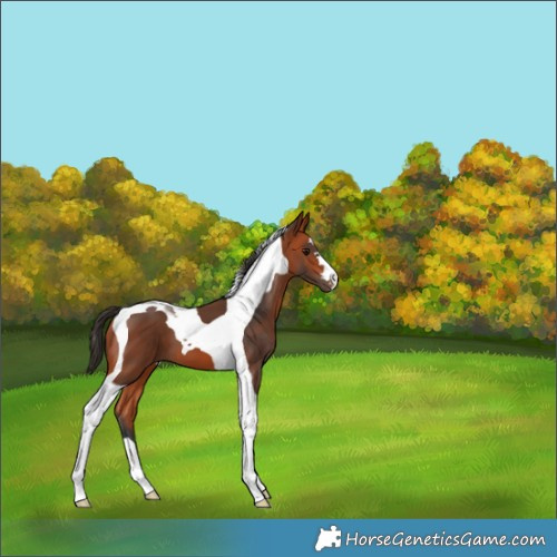 Horse Color:Bay Tobiano