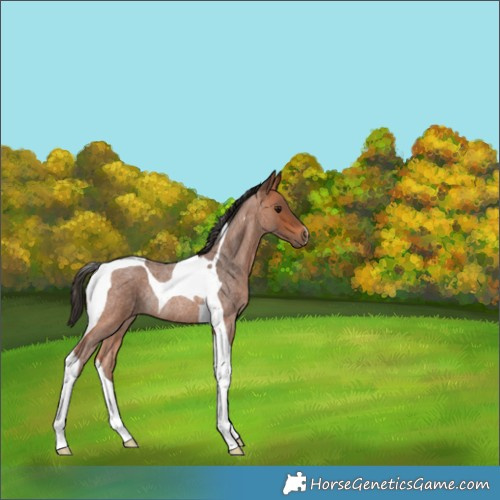 Horse Color:Bay Roan Tobiano Rabicano 