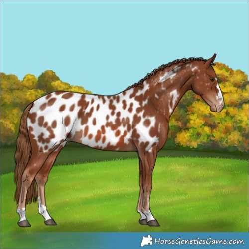 Horse Color:Chestnut Appaloosa