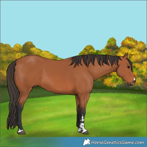Horse Color:Unknown 