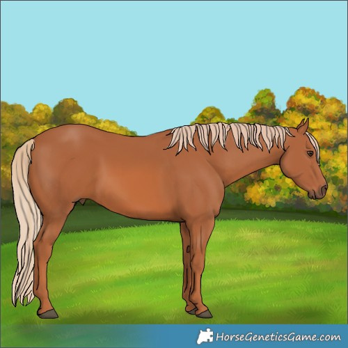 Horse Color:Unknown 
