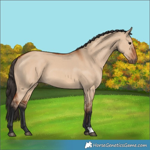 Horse Color:Bay Dun 