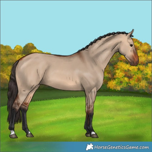 Horse Color:Bay Dun