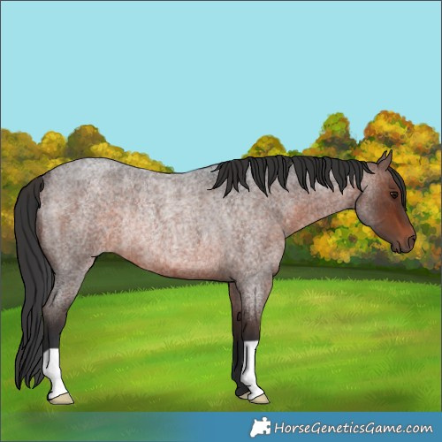 Horse Color:Brown Roan Rabicano