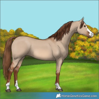 Horse Color:Red Dun