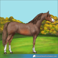 Horse Color:Chestnut Varnish 
