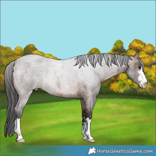 Horse Color:Brown Roan 