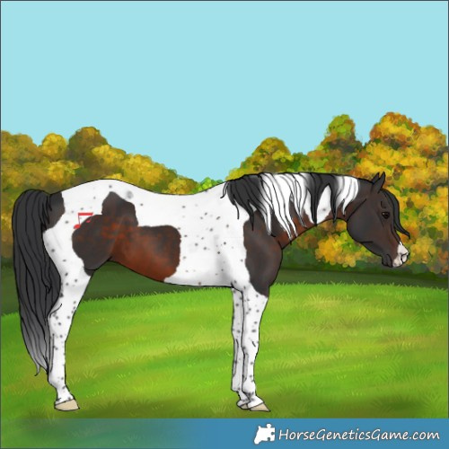 Horse Color:Brown Tobiano