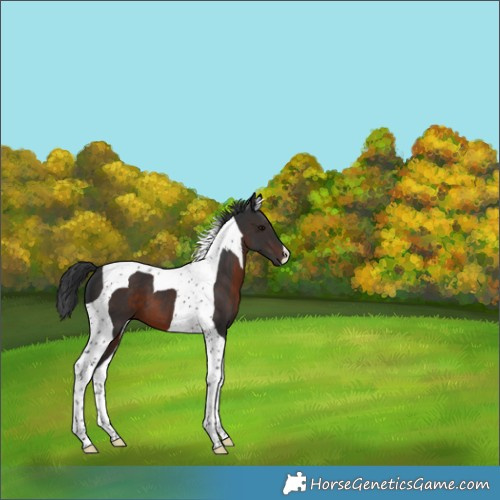 Horse Color:Brown Tobiano 