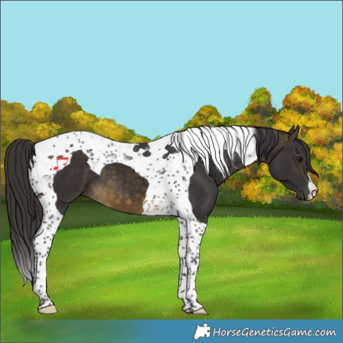 Horse Color:Buckskin Tobiano