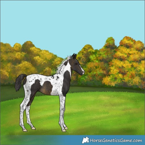 Horse Color:Buckskin Tobiano 