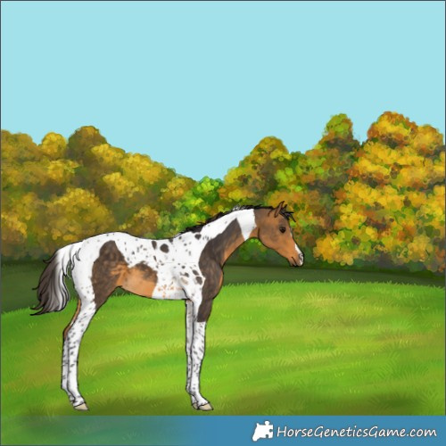 Horse Color:Buckskin Tobiano
