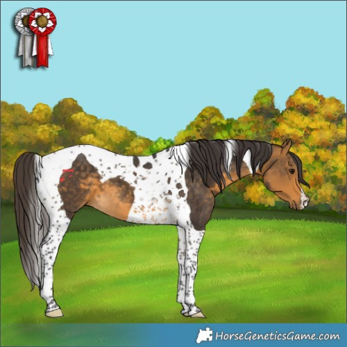 Horse Color:Buckskin Tobiano 