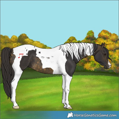 Horse Color:Buckskin Tobiano