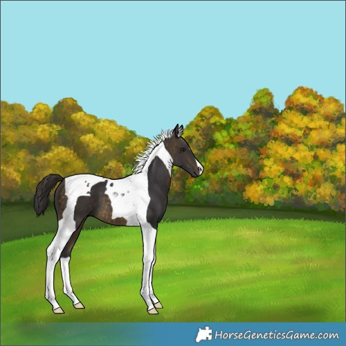 Horse Color:Buckskin Tobiano