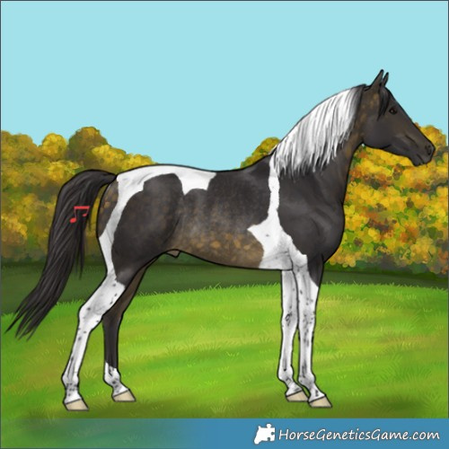 Horse Color:Buckskin Tobiano Rabicano 